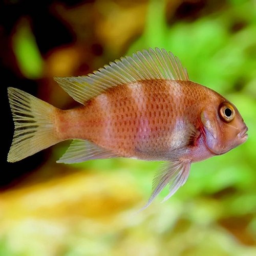 Cyphotilapia frontosa red 4-5 cm.